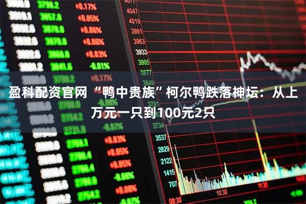 盈科配资官网 “鸭中贵族”柯尔鸭跌落神坛：从上万元一只到100元2只